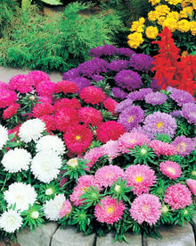 Aster Alpinus Mix Seeds (Aster alpinus) for seasonal color across the balcony and home garden planting