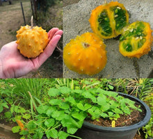 Kiwano Horned Cucumber Seeds for a reliable harvest in the Vegetable Patch