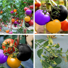 Blue Berries Tomato Seeds for a reliable harvest in the Your Garden