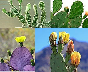 Prickly Pear Cactus Opuntia spp for planting in desert garden