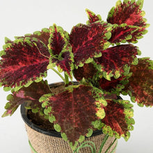 Coleus Plectranthus Scutellarioides Bonsai Herb Seeds known for indoor Decorative Gardening