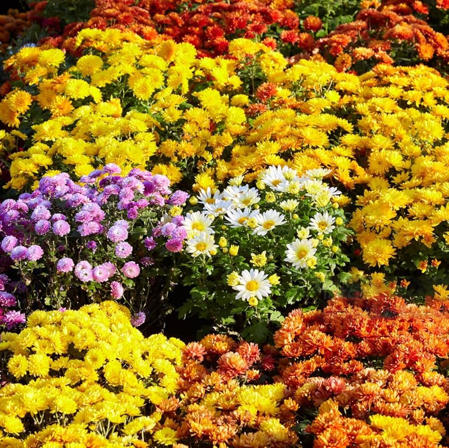 Chrysanthemum Chrysanthemum Indicum ground cover flower seeds for planting in home garden landscapes - for planting in home garden