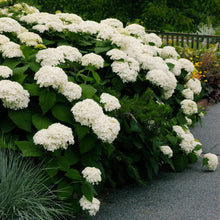 Native Hydrangea Arborescens Smooth Wild Sevenbark Flower Bush Shrub Seeds for fast cover along a fence or wall