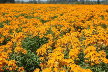 Orange Siberian Wallflower Seeds for growers planting the Bright Garden Accents
