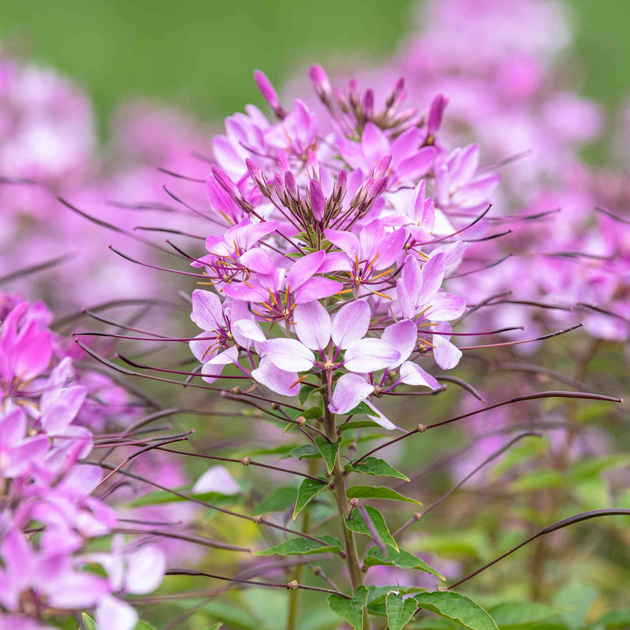Cleome Hassleriana Seeds for planting in pollinator garden