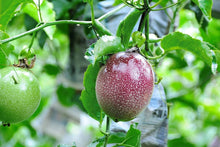 Thai Passion Seeds (Passiflora edulis) for a homegrown harvest from the Urban Garden