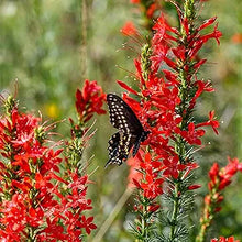 Standing Cypress Seeds (Ipomopsis rubra) for seasonal color across the pollinator and wildflower gardens