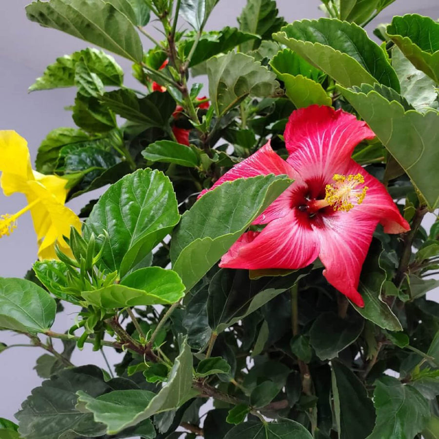 Rosa-Sinensis hibiscus flowering tree seeds