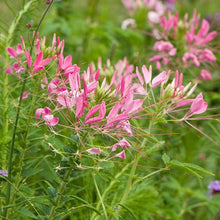 Cleome Rose Queen spider flower seeds for garden