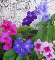 Italy Cape Primrose Seeds (Streptocarpus spp.) for growers filling out the Indoor Containers