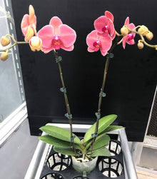 Hydroponic Phalaenopsis Orchid Plant Seeds for a sweet addition to the home orchard