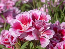 Dwarf Godetia Seeds (Godetia spp.) for a bright addition to the Flower Bed