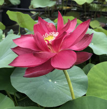 Red Tropical Water Lily Seeds for growers filling out the Water Gardens