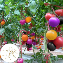 Blue Berries Tomato Seeds for a reliable harvest in the Your Garden