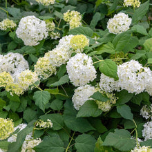 Hydrangea Seeds (Hydrangea spp.) for trellises and fences in the Home Garden & Flower Bed