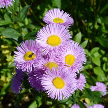 Erigeron Speciosus Seeds (Erigeron speciosus) for colorful blooms in the Flower Bed