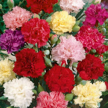 Carnation Seeds (Dianthus caryophyllus) for growers filling out the indoor pots or garden borders