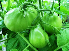 Japanese Black Trifele Heirloom Tomato Seeds for growers stocking a kitchen garden