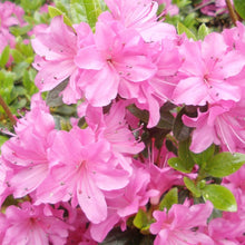 Japanese Azalea Seeds (Rhododendron indicum) for growers establishing the Container Garden