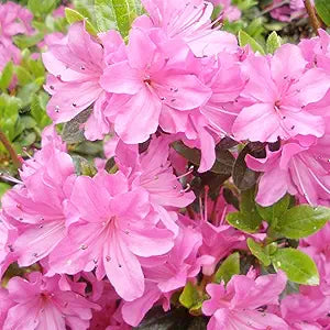 Azalea Rhododendron Japanese Flower Seeds for Planting – 15 Color Variety for Garden Beds and Outdoor Landscaping