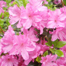 Azalea Seeds for gardeners building out beds and borders