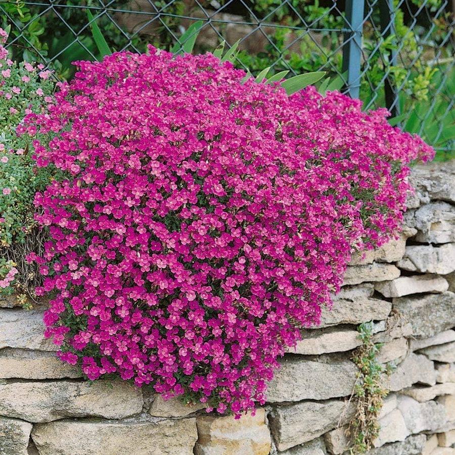 Rock Cress Aubrieta Cascade Purple Flower Plant - for planting in home garden