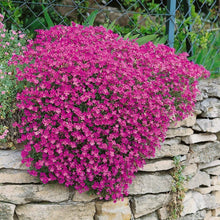 Rock Cress Cascading Red Perennial Plant Seeds for a colorful addition to any planting