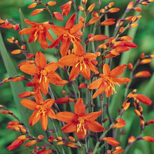 Flame Orange Crocosmia Seeds for a sweet addition to the home orchard