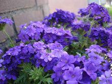 Heirloom Semi Venato Verbena Moujean Tea Purpletop Flowers for Seeds for colorful blooms in the Garden & Tea Uses