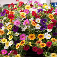 Petunia Seeds (Petunia spp.) for a bright addition to the Flower Garden House