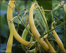 Yellow Wax Bean Seeds (Phaseolus vulgaris) prized among growers for backyard gardening and productive bean planting