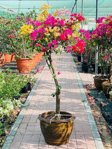 Colorful Bougainvillea Flowers Bonsai for Balcony Garden Seeds for growers establishing the Balcony Garden
