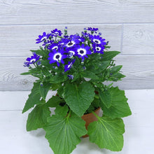 Blue Daisy Cineraria Seeds for colorful blooms in the flower bed home garden