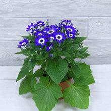 Cineraria Amigo Mix Seeds (Cineraria cruentus) for a lasting display in the Bright Colorful Garden Planting