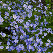 Flax Hanging Seeds for seasonal color across the Autumn Garden