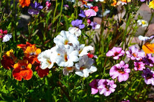 Nemesia Container Garden Seeds for growers filling out the Outdoor Flower Pots