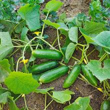 Straight Eight Cucumber Seeds for home growers seeking a reliable harvest