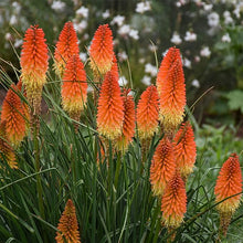 Torch Lily Red Hot Poker Seeds for colorful blooms in the Vibrant Garden Blooms