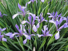Iris Seeds for reliable seasonal color