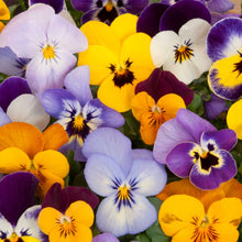 Pansy Ozzeri Giants Mix Viola × wittrockiana flower Seeds for seasonal color across the home garden and balcony planting
