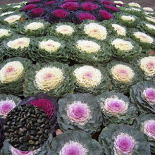 Brassica Oleracea Seeds for colorful blooms in the Blue Garden