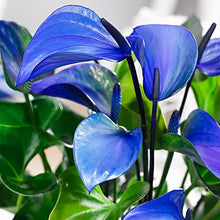 Anthurium Seeds for reliable seasonal color