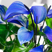 Anthurium Seeds for reliable seasonal color