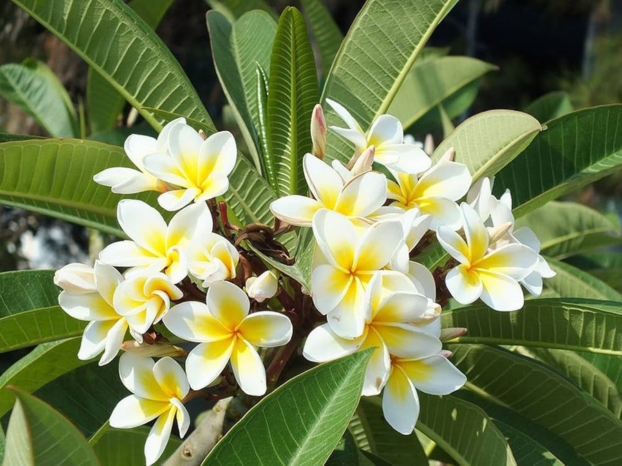 Polanisia Dodecandra for planting in flower bed