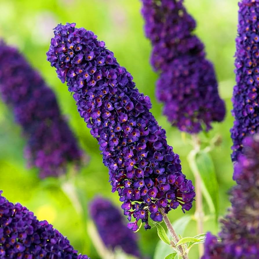 Buddleia Buddleja Davidii Seeds for planting in butterfly garden