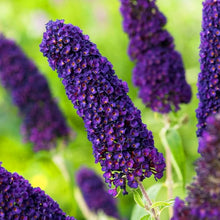 Buddleia Buddleja Davidii Seeds for planting in butterfly garden