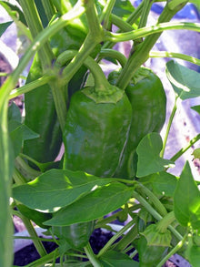 Italian Sweet Pepper Seeds for a reliable harvest in the Vegetable Patch