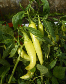 Heirloom Sweet Banana Peppers Seeds known for large High Yields