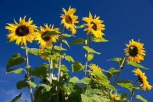 Hopi Common Sonnt Seeds (Helianthus annuus) for growers filling out the flower bed