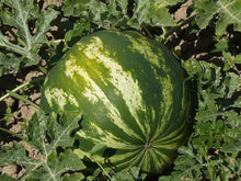 Melone Chayka Seeds for a lasting display in the vegetable patch
